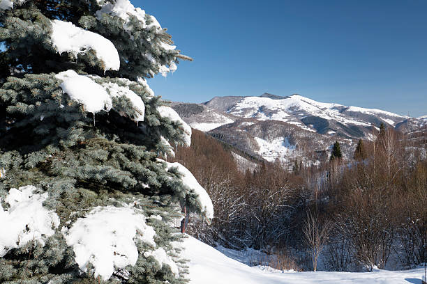 Winter forest, snow covered expanses. Landscapes of open spaces of nature.