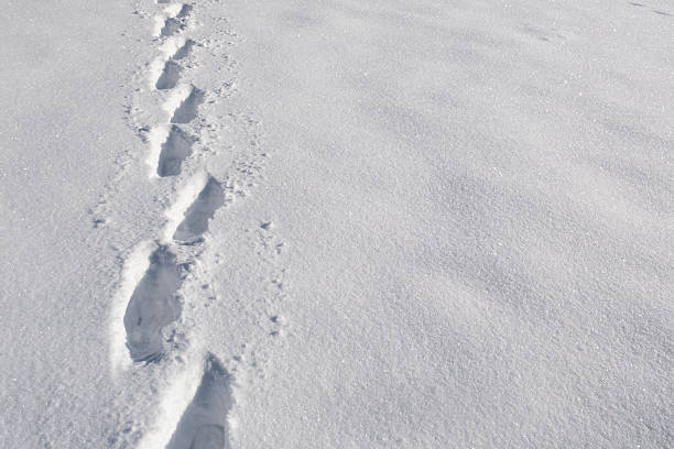 Footprints in fresh white snow forming a walking path across a winter landscape. Minimalist winter background symbolizing journey, direction, solitude, exploration, and cold weather, with natural copy space.