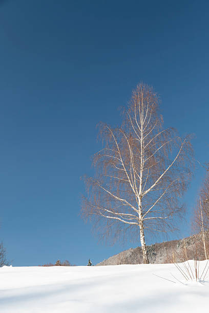Solitary birch tree standing in fresh snow under a clear blue sky. Minimalist winter landscape symbolizing solitude, calm, resilience, and simplicity, with ample copy space.