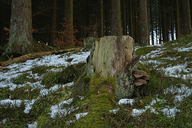 tree trunk with mushrooms in the thuringian forest near Frauenwald in winter