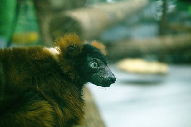 This is one of the largest lemurs of Madagascar.