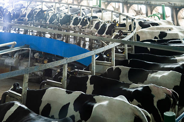 Beef cattle in the farm, North China