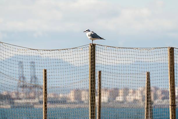 Seagull resting on a fence with the sea and Malaga coastline softly blurred in the background under daylight