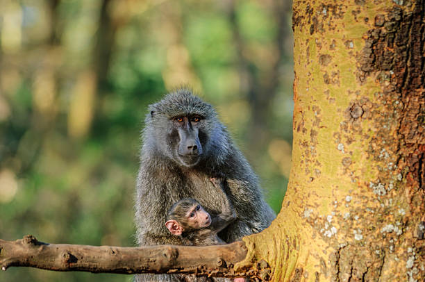 Baby baboon on top of its mother in the Serengeti National Park in Tanzania. Wildlife shooting in a Safari.