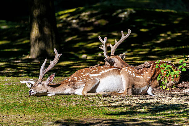 The fallow deer, Dama mesopotamica is a ruminant mammal belonging to the family Cervidae.