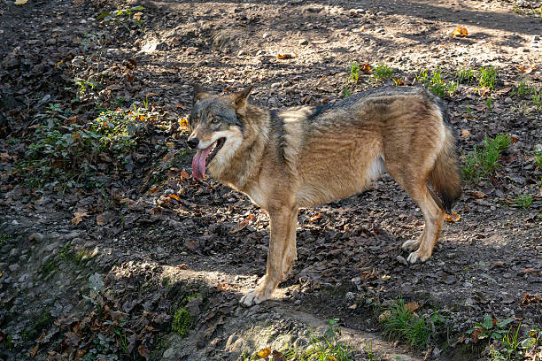 Forests, steppes and tundra are the habitats of the wolf.  Mostly grey-brown coat color with light markings. Similar in shape to the long-legged shepherd dog.