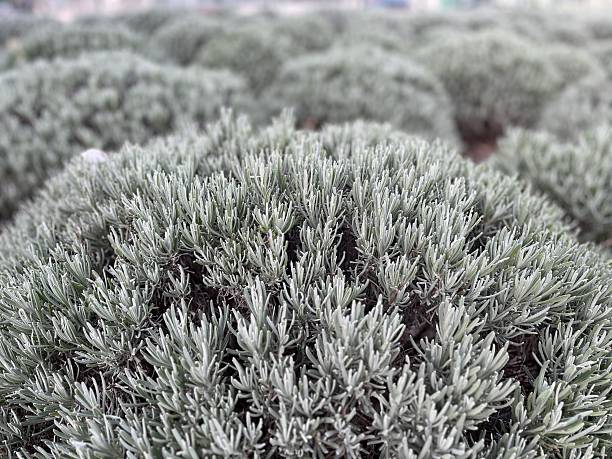 lavender plant in its unbloomed state