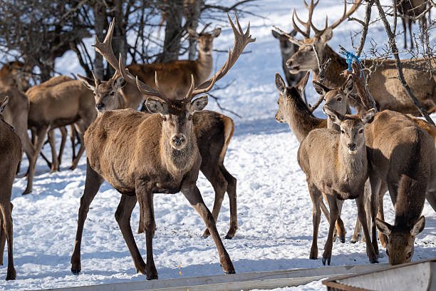 Close up shots of herd of deer gathered in a wildlife reserve at the mountain of Galichica, North Macedonia. Some of male deer have massive antlers.