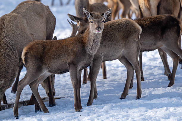 Close up shots of herd of deer gathered in a wildlife reserve at the mountain of Galichica, North Macedonia. Some of male deer have massive antlers.