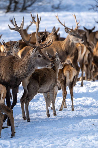 Close up shots of herd of deer gathered in a wildlife reserve at the mountain of Galichica, North Macedonia. Some of male deer have massive antlers.