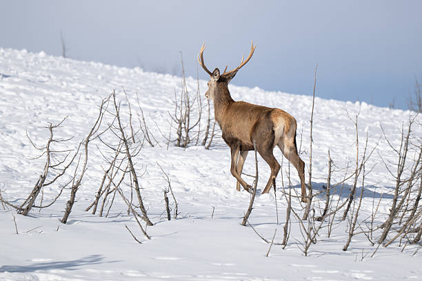A young white tail buck eating vegetation