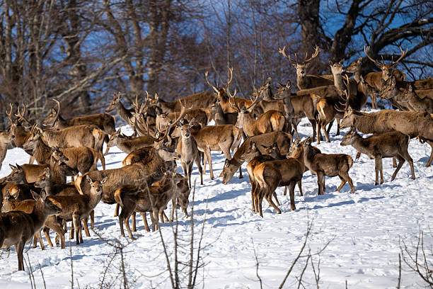 Close up shots of herd of deer gathered in a wildlife reserve at the mountain of Galichica, North Macedonia. Some of male deer have massive antlers.
