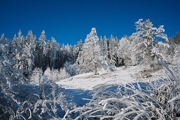 Snow-covered forest landscape on a sunny winter day. Frosted trees and bushes covered with hoarfrost under a deep blue sky create a calm and pristine winter nature scene.