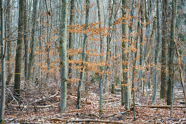 Quiet winter forest scene with bare tree trunks and dry brown leaves remaining on branches. Natural woodland landscape with fallen branches, muted colors and calm seasonal atmosphere.
