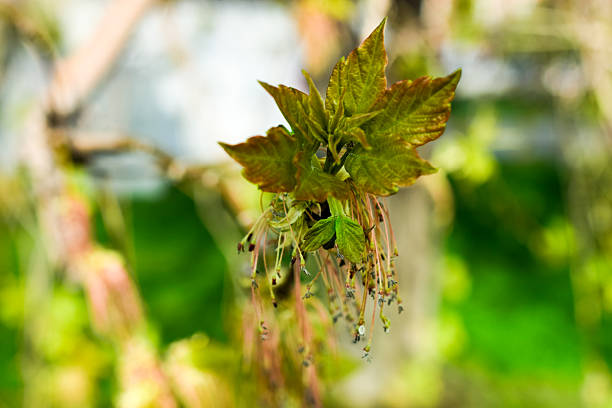 Close-up of blooming maple tree branches with young green leaves and hanging flower clusters in spring. Natural seasonal background with shallow depth of field, fresh foliage, and soft bokeh. Suitable for nature, ecology, springtime, growth, and environmental concepts.