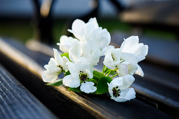 White spring flowers resting on a wooden bench outdoors. Shallow depth of field and soft natural light create a calm, minimalistic atmosphere. Concept of spring, fragility, quiet moments, and simplicity.