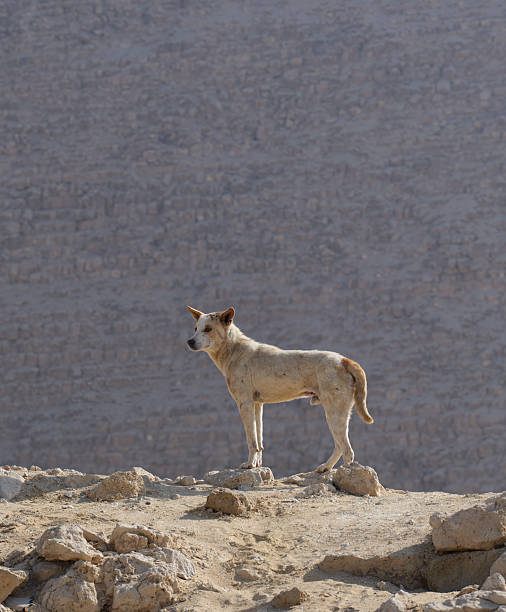 A stray dog standing on rugged terrain, framed against the backdrop of ancient pyramid stones in bright daylight. This captivating image captures the essence of Egypt's heritage and rural environment.