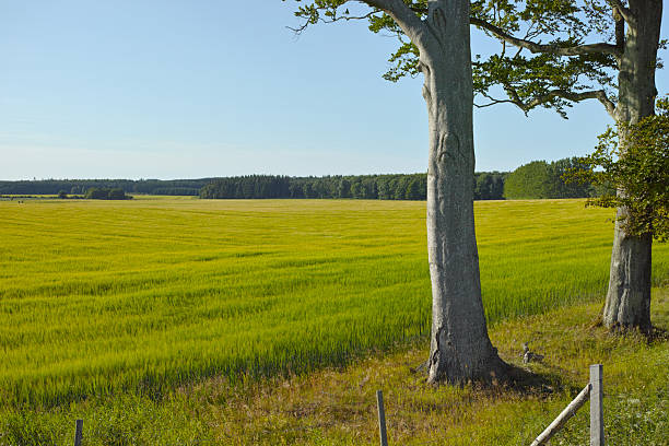 Serene countryside panorama showcasing lush green barley fields surrounded by stately beech trees (Fagus sylvatica) and distant forest edges. The tranquil setting evokes a harmonious connection with nature and serene rural beauty.
