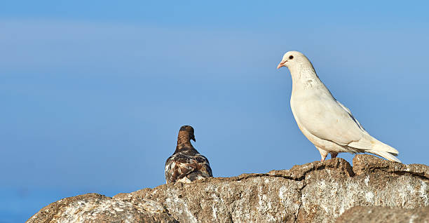 A tranquil setting showcasing two pigeons perched on rocks, one white and another brown, against a clear blue sky. The scene emphasizes a peaceful interaction in a tropical environment.