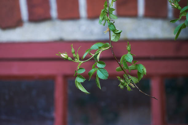 A close-up of a vibrant rose branch featuring a budding flower, set against a vintage window frame with a contrasting red tone, evoking a blend of growth and rustic charm.