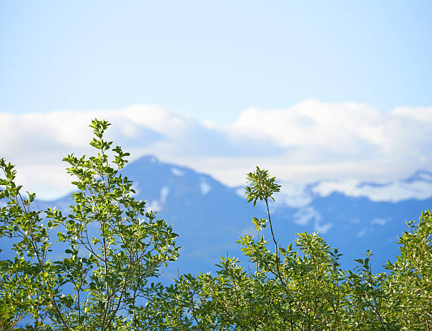 Scene depicts lush foliage under a vivid blue sky, complemented by snow-capped mountains of Norway. A serene combination of nature's elements, capturing the essence of Scandinavian landscapes and polar circle beauty.