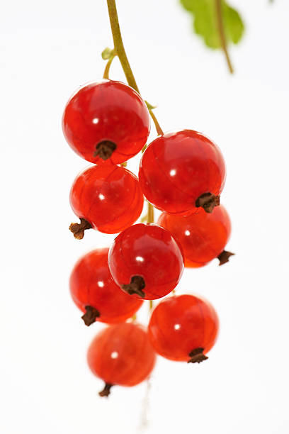 A detailed view of fresh red currants (Ribes rubrum) hanging from a branch. The vibrant red berries showcase their natural beauty against a bright background, embodying the essence of summer in nature.