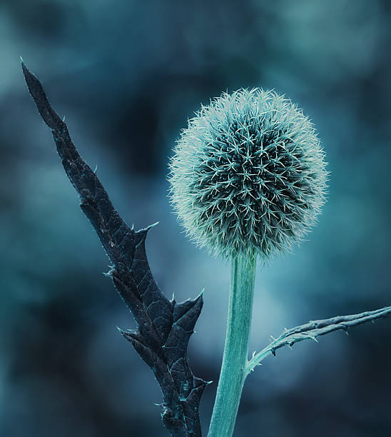 A detailed view of the ornamental Echinops globe thistle, its intricate spiky structure taking center stage amidst a soft-focus, moody background. The scene captures the poetic allure of Denmark's natural beauty.