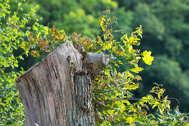 An ancient decaying tree stump in a vibrant forest setting features flourishing oak sprouts (Quercus robur) growing anew, symbolizing resilience amid natural beauty. The lush greenery adds tranquility to the Danish woodland wonder.