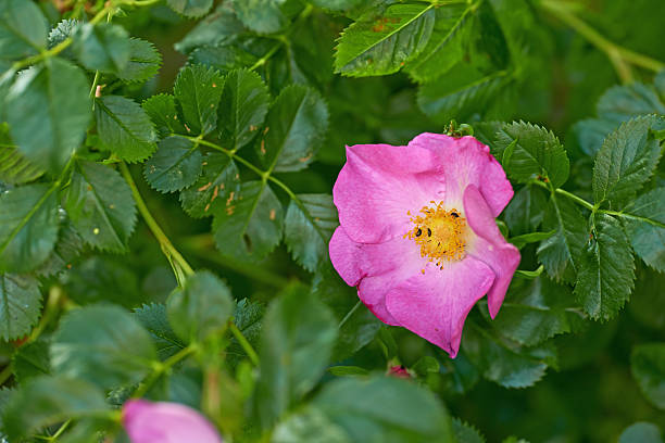 A delicate pink flower of a Rosa Canina (wild rose) surrounded by lush green foliage. This vibrant scene captures the essence of natural beauty with finely detailed petals and leaves, conveying tranquility.