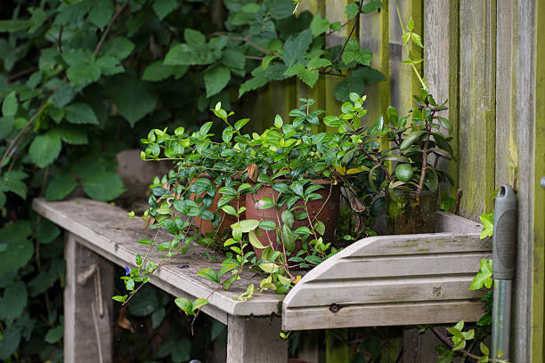 A tranquil moment captured in a Danish garden, featuring lush green foliage and climbing vines around a wooden table adorned with potted plants.