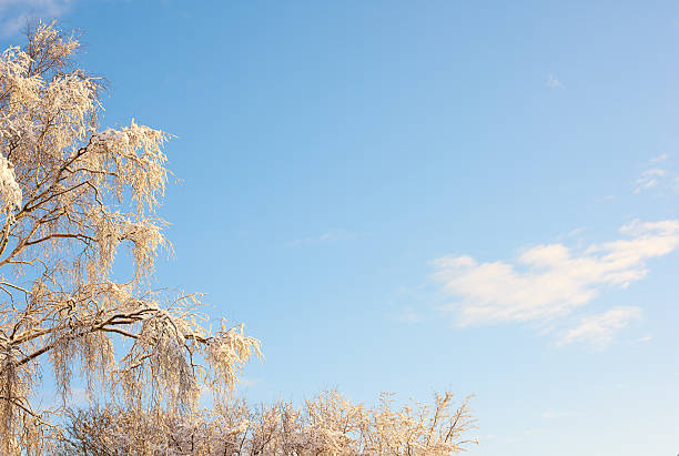 A serene winter scene capturing the snow-covered branches of a Betula pendula tree beneath a clear blue sky. The bright sunlight accentuates the natural beauty and purity of the cold season.