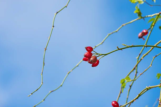 flowering plum flowers in the garden, North China
