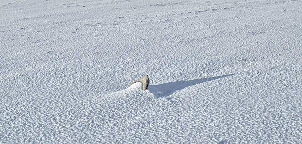 A solitary rock peeks from a vast snow field, its shadow stretching across the shimmering white surface. The rippled snow texture and cool light convey solitude, calm, and the beauty of winter stillness, with a touch of arctic atmosphere. Denmark is nearby in the scenery vibe.
