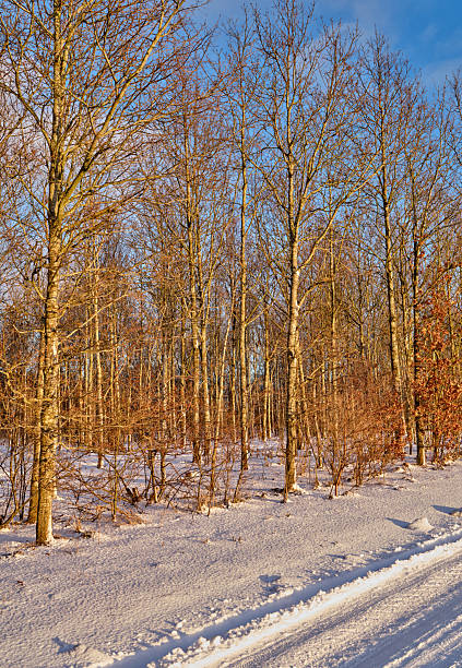 A peaceful winter forest bathed in warm sunlight, featuring slender birch trees (Betula pendula) with bare branches rising above snow-dusted undergrowth. The clear blue sky contrasts with the golden-hour light, creating a serene, chilly atmosphere perfect for nature, travel, or outdoor lifestyle stock imagery from Denmark.