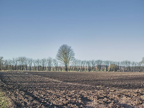 A quiet Danish farmland scene shows a single prominent tree centered along a row of leafless trees, with brown, freshly plowed soil extending to the horizon beneath a crisp blue sky. The image conveys solitude, resilience, and the calm of winter countryside, suitable for nature, landscape, and agricultural themes.