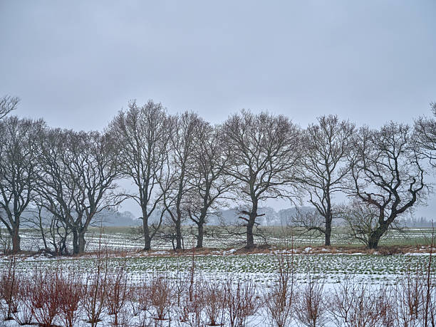 Snow-covered winter pine forest with tall dark tree trunks creating a moody, atmospheric woodland scene in cold, overcast weather  serene, minimalistic and natural landscape photography