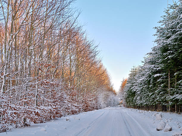 Snow blankets a quiet, tree-lined road. On the left, bare beech (Fagus sylvatica) trees glow with frost; on the right, evergreen pines (Pinus sylvestris) stand dusted in white. A clear blue sky and soft daylight create a calm, wintry mood perfect for themes of travel, nature, and Denmark.