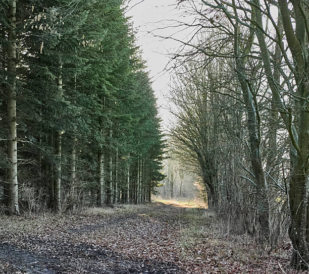 A quiet forest path runs between tall evergreen pines on the left and bare deciduous trees on the right, with a carpet of fallen leaves and soft morning light cutting through. The scene exudes calm, solitude, and a Nordic, wintery atmosphere, perfect for nature, travel, and outdoor lifestyle themes.