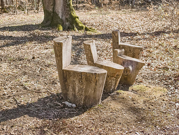A trio of handmade wooden chairs carved from tree stumps rests in a sunlit forest clearing. The rough texture of the wood and the surrounding fallen leaves create a calm, rustic scene that evokes nature, solitude, and a slower pace. Perfect for wildlife, outdoor life, or nature-themed projects.