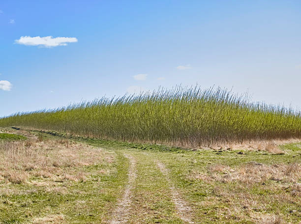 A serene path winds through vibrant grass and flowers under blue skies