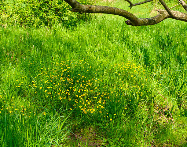 Bright spring scene showing a lush meadow of tall green grass with clusters of yellow Ranunculus flowers under a sturdy tree branch. The image conveys serenity, renewal, and natural harmony in a Danish countryside setting, perfect for nature, landscape, and outdoor lifestyle themes.