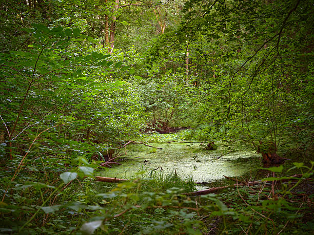 Dense forest scene featuring a quiet, algae-covered pond framed by lush green foliage and overhanging branches. Soft light filters through the canopy, creating a peaceful, natural mood ideal for nature, environment, and outdoor wellness themes. Subtle details include fallen logs and reflective water.