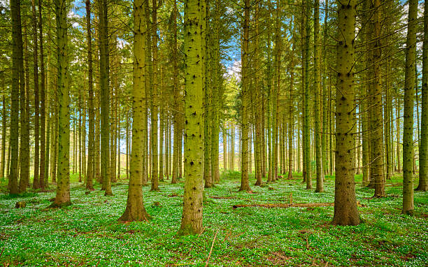 A serene forest of slender conifers stretches upward, their trunks bathed in soft sunlight. A lush carpet of green moss and small white blossoms covers the floor, creating a peaceful, almost enchanted woodland atmosphere. Ideal for nature, travel, and outdoor lifestyle themes in Denmark.