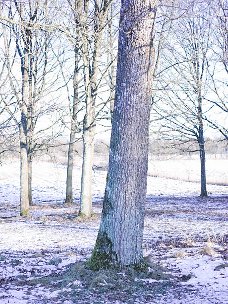 A serene winter landscape featuring tall, bare trees in a frost-kissed clearing. The foreground centers a sturdy trunk with moss at its base, while snow-dusted meadow and distant woodland recede under a pale blue sky. Cool tones and soft light evoke calm, stillness, and the quiet Danish countryside.