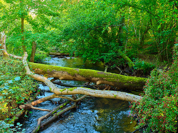 A serene woodland scene in Denmark featuring a clear forest stream, a mossy fallen log spanning the water, and vibrant green foliage. Sunlight dapples the rippling water, creating a peaceful, natural atmosphere ideal for nature, travel, and outdoor lifestyle themes.
