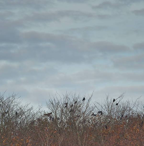 Silhouetted corvids perch along bare, twiggy branches as a pale, overcast sky dominates the background. The scene captures stillness, winter hush, and the stark beauty of nature in Denmark. Perfect for themes of wildlife, birds, weather, and seasonal ambiance in stock collections.
