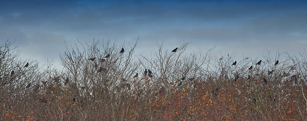 A serene winter landscape shows dozens of small black birds resting on bare branches above a field, set against a soft blue sky. The composition emphasizes silhouettes, natural contrast, and calm mood, suitable for nature, wildlife, and Danish thematic projects.