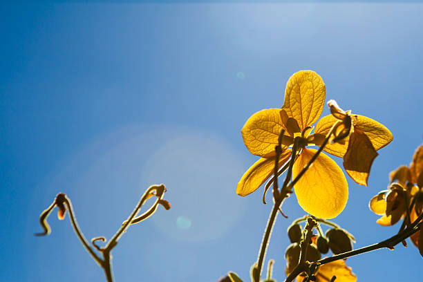 The photograph presents a yellow native flower as part of the broader Cerrado landscape. The bloom features broad, rounded petals of a deep sunflower-yellow. It is surrounded by a variety of textures, from thin blades of dry grass to the broad, leathery green leaves of nearby shrubs. The lighting is warm, suggesting an afternoon sun that enhances the earthy tones of the soil and the golden glow of the petals. The scene illustrates the richness of the biome's ground-level biodiversity.