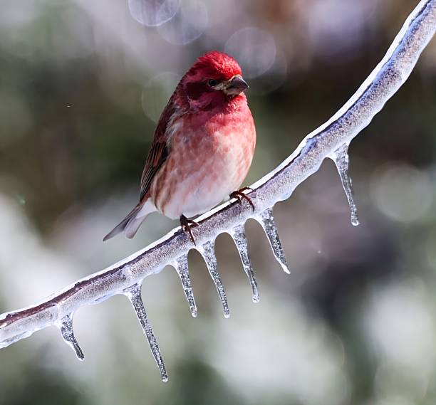 A closeup photo of a Purple Finch perched on an ice coated branch with a series of icicles hanging from the branch.  A photo series of the songbirds of Nashville taken during the ice storm of 2026. The songbirds were struggling to find food and water during the days the ice storm took place.