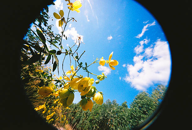 This analog image utilizes a 10mm wide-angle lens to create a dynamic and expansive view of the Cerrado's flora. In the foreground, a vibrant yellow flower with sun-drenched petals is the focal point, its golden hue appearing highly saturated against the deep blue of the sky. The wide perspective causes the surrounding emerald-green foliage and nearby branches to curve slightly toward the edges of the frame. Above, soft, white cumulus clouds are scattered across the horizon, illuminated by intense, clear daylight. The photograph exhibits characteristic film grain and a subtle natural vignette, enhancing the organic feel of the sunny landscape.